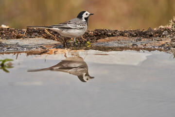 lavandera blanca​ o aguzanieves (Motacilla alba). Marbella Andalucía España	