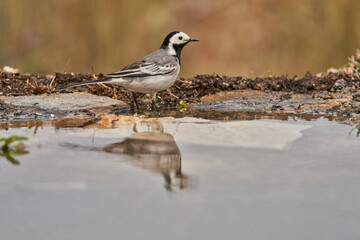 lavandera blanca​ o aguzanieves (Motacilla alba). Marbella Andalucía España	