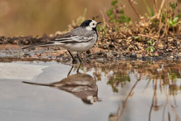 lavandera blanca​ o aguzanieves (Motacilla alba). Marbella Andalucía España	