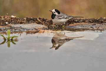 Obraz premium lavandera blanca​ o aguzanieves (Motacilla alba). Marbella Andalucía España 