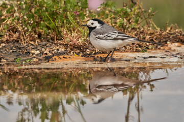 lavandera blanca​ o aguzanieves (Motacilla alba). Marbella Andalucía España	