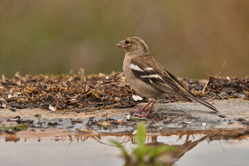 pinzón vulgar (Fringilla coelebs)