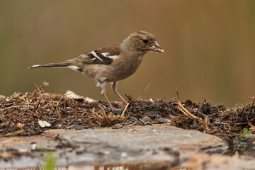 pinzón vulgar (Fringilla coelebs)