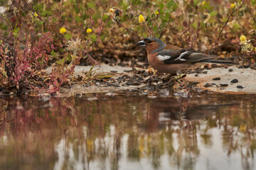 pinzón vulgar (Fringilla coelebs)