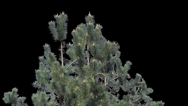 A branch of pine cones on a transparent background sways in the soft wind. Autumn landscape. Coniferous tree isolated.
