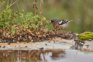 pinzón vulgar (Fringilla coelebs)