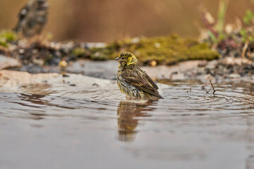Jilguero lúgano en el estanque del bosque (Carduelis spinus) Guaro Málaga Andalucía España