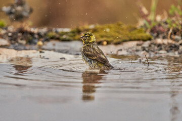 Jilguero lúgano en el estanque del bosque (Carduelis spinus) Guaro Málaga Andalucía España