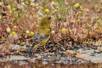 verderón europeo o verderón común (Chloris chloris)​ en el estanque del bosque 