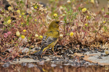 verderón europeo o verderón común (Chloris chloris)​ en el estanque del bosque 