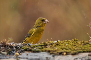 verderón europeo o verderón común (Chloris chloris)​ en el estanque del bosque 