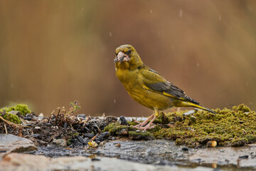 verderón europeo o verderón común (Chloris chloris)​ en el estanque del bosque 