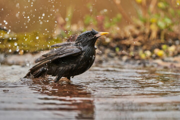 estornino negro​ (Sturnus unicolor) bañandose en el estanque