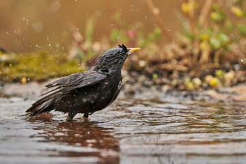 estornino negro​ (Sturnus unicolor) bañandose en el estanque