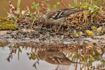pinzón vulgar (Fringilla coelebs)
