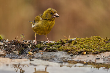 verderón europeo o verderón común (Chloris chloris)​ en el estanque del bosque 