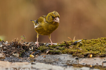 verderón europeo o verderón común (Chloris chloris)​ en el estanque del bosque 