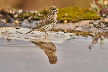 Jilguero lúgano en el estanque del bosque (Carduelis spinus) Guaro Málaga Andalucía España