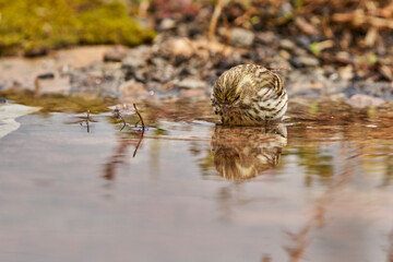 Jilguero lúgano en el estanque del bosque (Carduelis spinus) Guaro Málaga Andalucía España