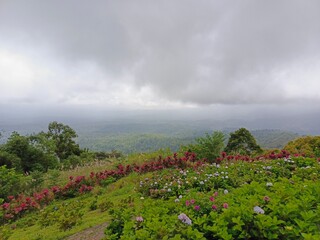 A breathtaking view from a mountain peak, showcasing vibrant flowers and a dramatic cloudy sky over a lush green landscape