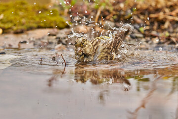lguero lúgano en el estanque del bosque (Carduelis spinus) Guaro Málaga Andalucía España