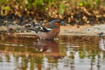 pinzón vulgar (Fringilla coelebs)