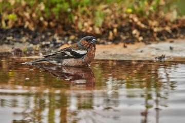pinz&oacute;n vulgar (Fringilla coelebs)