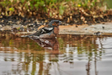 pinzón vulgar (Fringilla coelebs)