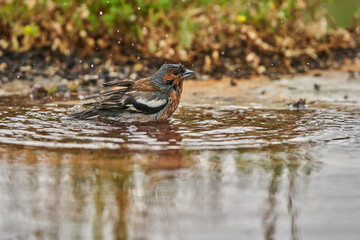 pinzón vulgar (Fringilla coelebs)