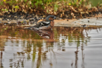 pinzón vulgar (Fringilla coelebs)