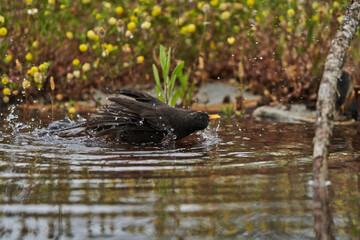 mirlo común o, más comúnmente, mirlo (Turdus merula) en el estanque del parque	