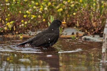 mirlo común o, más comúnmente, mirlo (Turdus merula) en el estanque del parque	