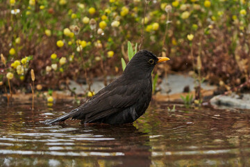 mirlo común o, más comúnmente, mirlo (Turdus merula) en el estanque del parque	