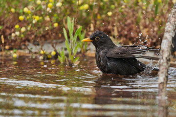 mirlo común o, más comúnmente, mirlo (Turdus merula) en el estanque del parque	