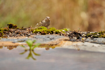 Jilguero lúgano en el estanque del bosque (Carduelis spinus) Guaro Málaga Andalucía España	
