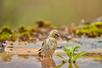 Jilguero lúgano en el estanque del bosque (Carduelis spinus) Guaro Málaga Andalucía España	