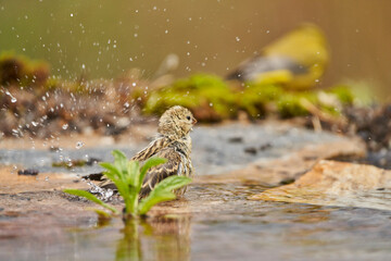 Jilguero lúgano en el estanque del bosque (Carduelis spinus) Guaro Málaga Andalucía España	