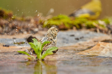 Jilguero lúgano en el estanque del bosque (Carduelis spinus) Guaro Málaga Andalucía España	