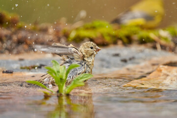 Jilguero lúgano en el estanque del bosque (Carduelis spinus) Guaro Málaga Andalucía España	