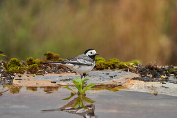 lavandera blanca​ o aguzanieves (Motacilla alba). Marbella Andalucía España	