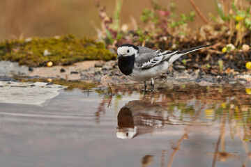 lavandera blanca​ o aguzanieves (Motacilla alba). Marbella Andalucía España	