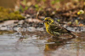 Jilguero lúgano en el estanque del bosque (Carduelis spinus) Guaro Málaga Andalucía España	