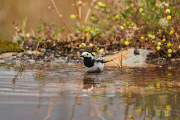 lavandera blanca​ o aguzanieves (Motacilla alba). Marbella Andalucía España	