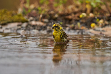 Jilguero lúgano en el estanque del bosque (Carduelis spinus) Guaro Málaga Andalucía España	