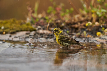 Jilguero lúgano en el estanque del bosque (Carduelis spinus) Guaro Málaga Andalucía España	