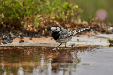 lavandera blanca​ o aguzanieves (Motacilla alba). Marbella Andalucía España	