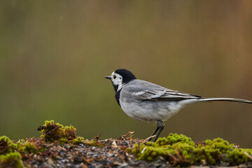 lavandera blanca​ o aguzanieves (Motacilla alba). Marbella Andalucía España	