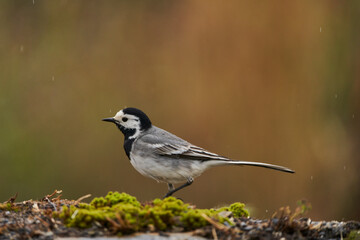 lavandera blanca​ o aguzanieves (Motacilla alba). Marbella Andalucía España	