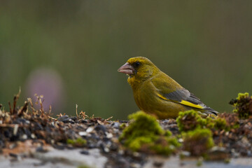 verder&oacute;n europeo o verder&oacute;n com&uacute;n (Chloris chloris)​ en el estanque del bosque 