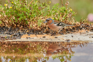 pinzón vulgar (Fringilla coelebs) en el musgo del estanque del bosque